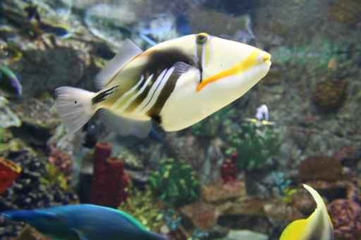 L’Aquarium marin fish Only